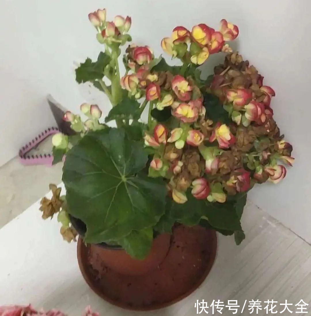 10种“怕晒花”,越晒死越快,半阴地儿反倒长得旺