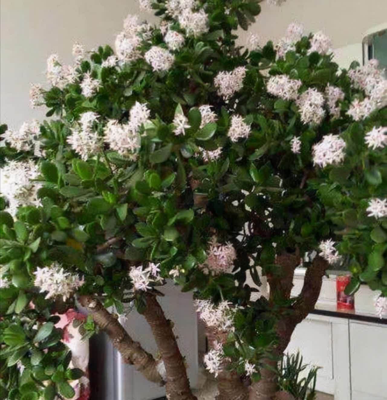 20种吉利大盆栽,客厅放一盆,吸收废气去异味,寓意好更养人