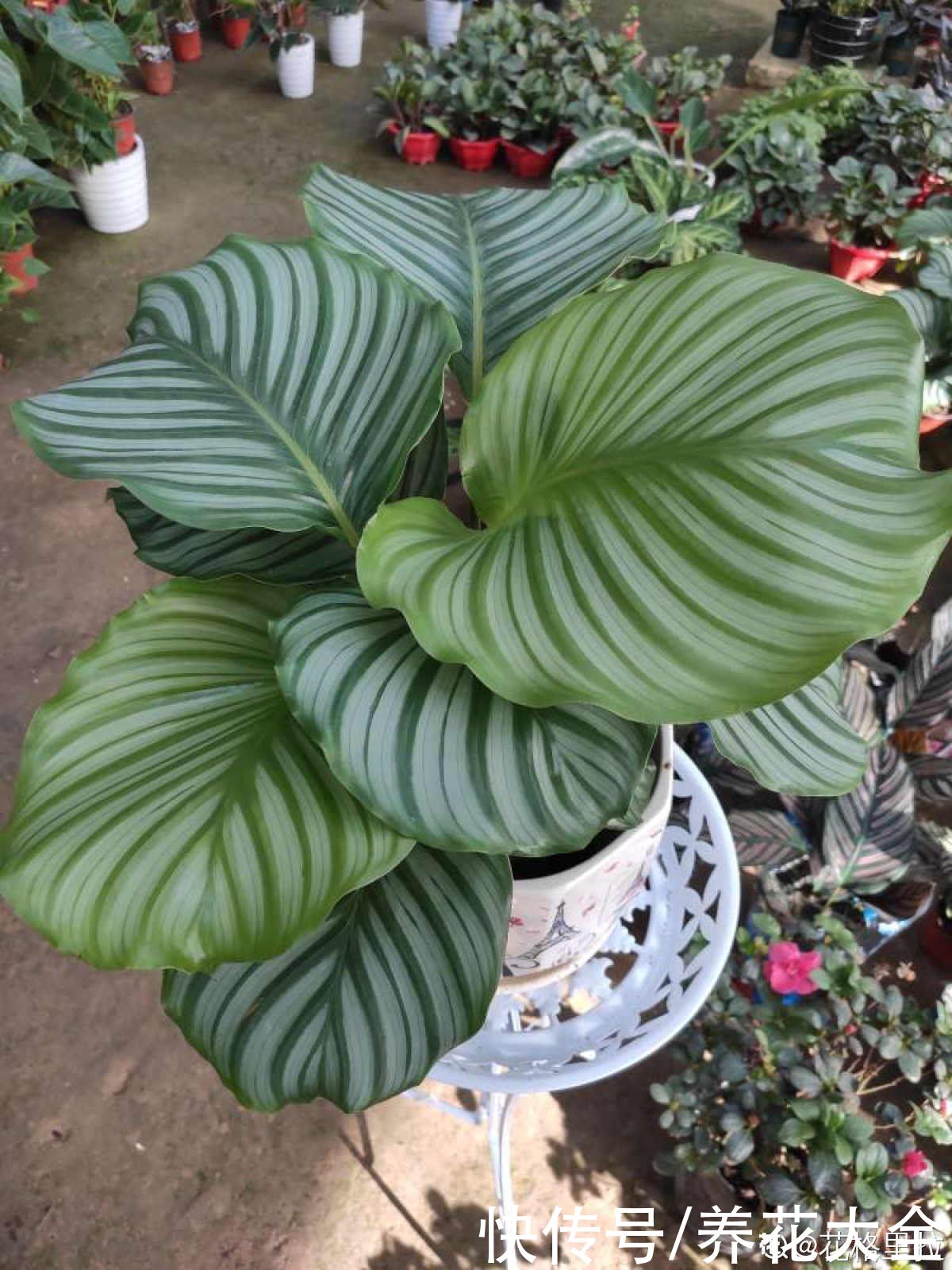 花花|最像青苹果的绿植，这5步做好，打造室内“青苹果乐园”