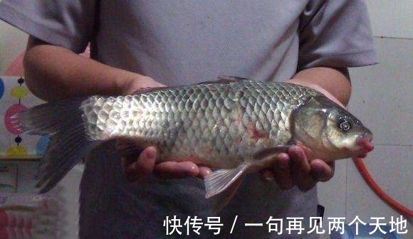 放生|国内一男子野外居然钓上百年大鲫鱼,带回家后大的让人看傻眼