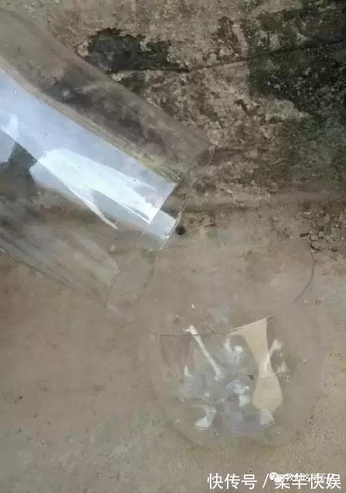 塑料瓶别扔了,用来养花真是神器!可别浪费了!