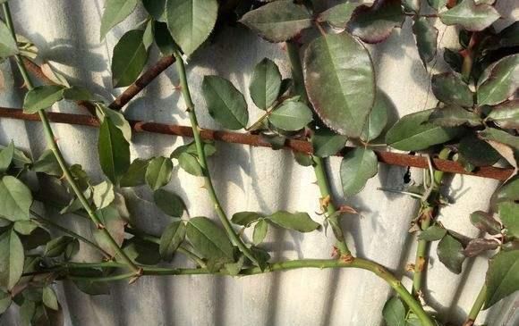 月季横拉很简单,做好这四点,芽点萌发多,花开多又美