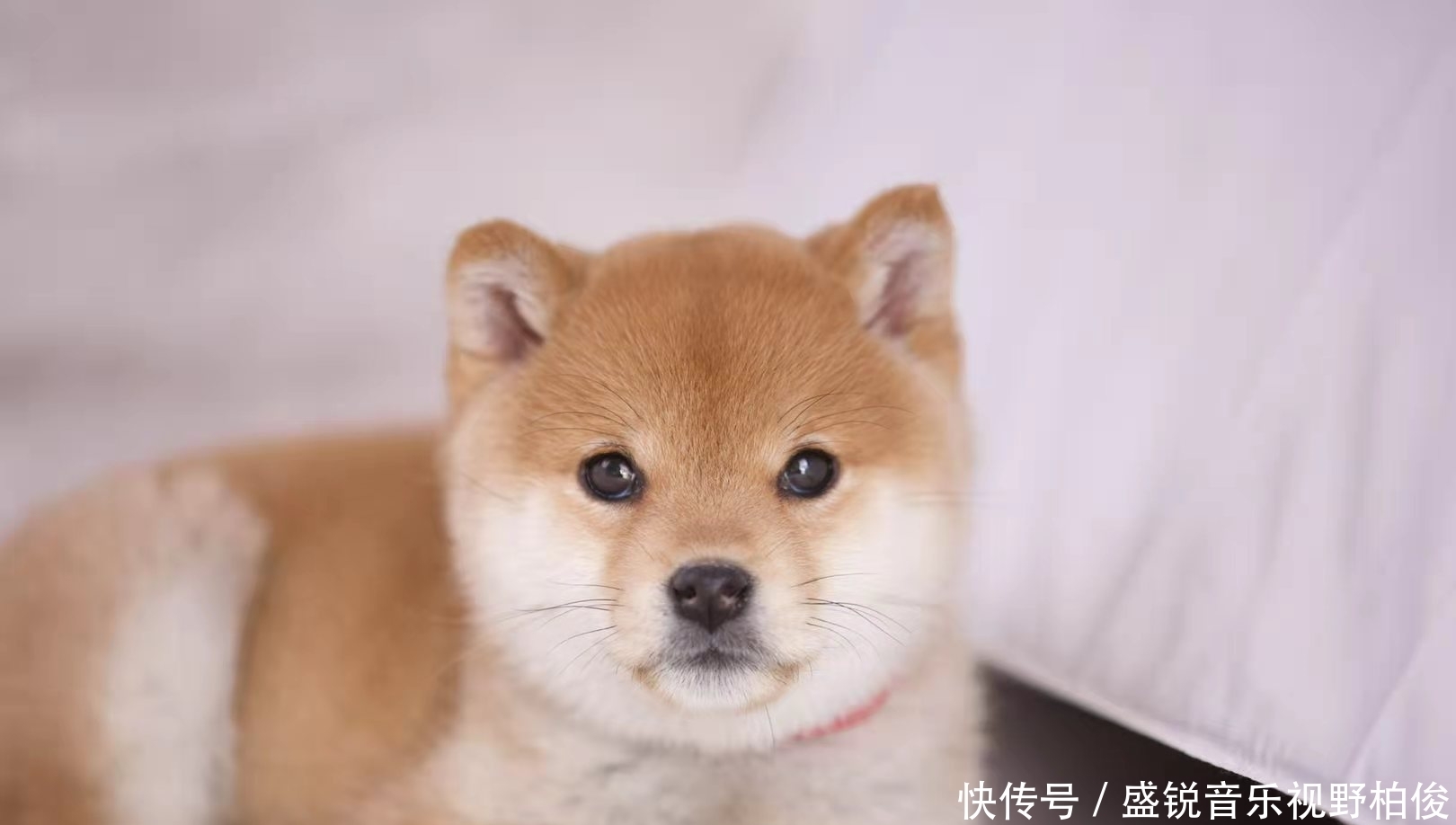 11个月柴犬不爆脸