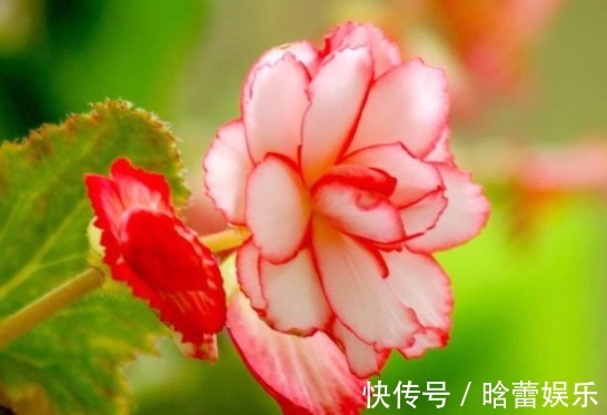 开花|家里喜欢养花,此款花卉一年四季开花,花艳易爆盆,开花一簇一簇