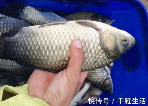 鱼肉|喜欢吃鱼的人,这5种鱼劝你别多吃,肉中很可能含有毒素要小心