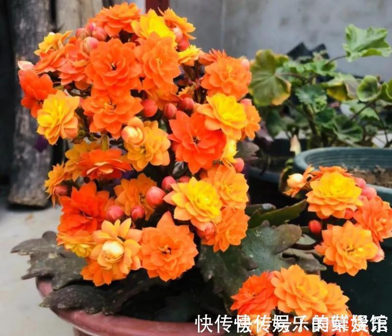 花芽|养花用磷酸二氢钾催花，到底该怎么操作，为什么有人喜有人厌？