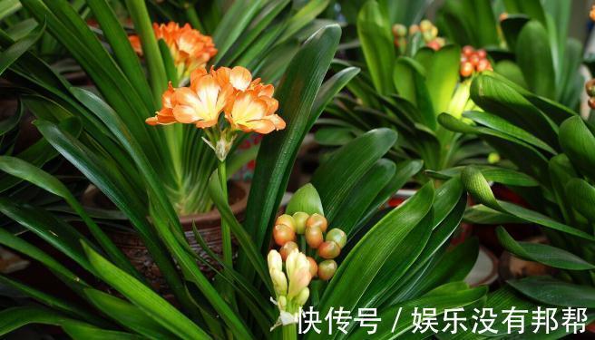 命门|养好兰花和君子兰的四个命门,你做对了吗?看后定有收获