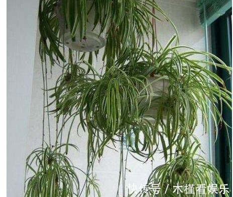 养花|用筷子戳个洞，滴上几滴“它”，“4种花”超喜欢，蹭蹭长不停！