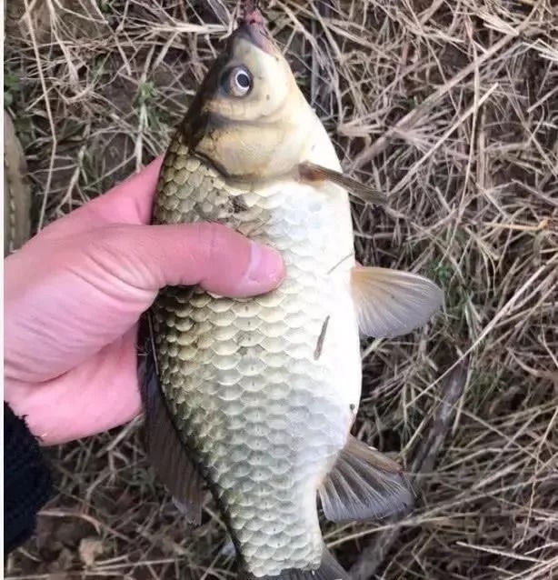 冬钓深？钓浅？这几个实战经历，能让你的冬钓技巧提升2个档次