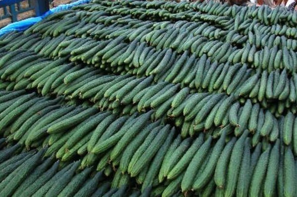 激素|挑选黄瓜,选粗的好还是细的好看清3点,不会再买到激素黄瓜!