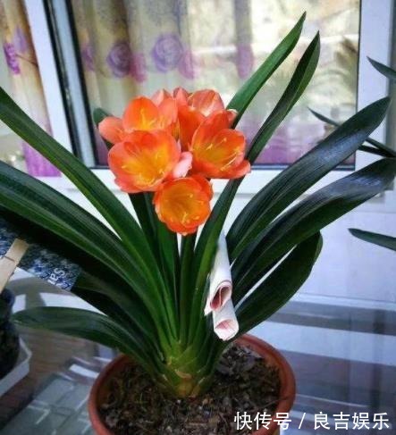 想要君子兰快速开花?教你3招,学会了叶片油亮,绽放层叠群花
