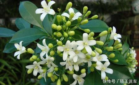 4种盆栽花卉,号称“香香公主”,家里养一盆,连香水都省了!