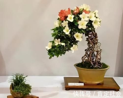 沙土|提根盆景的制作并不难,但做到了极致,以根代干,可以从头美到脚