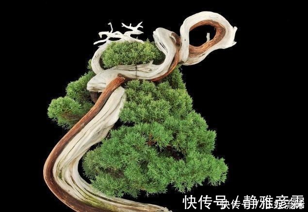 舍利干|盆栽案例欣赏,最贵的是舍利干,桃花类的美极了!