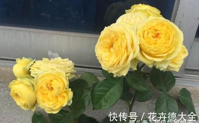 值得入手的6款月季花，花型标准花期长，漂亮又好养，阳台也能种