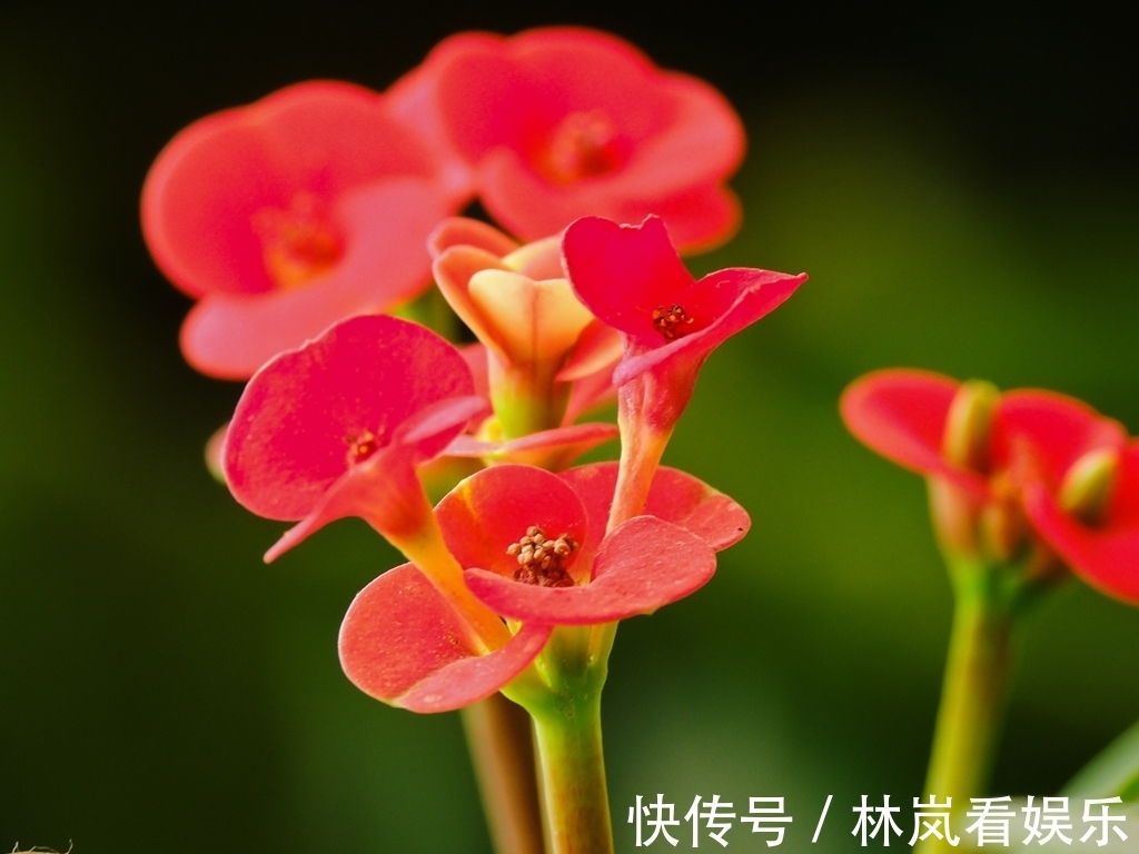 这花号称“养不死”，花开四季，比绿萝好养10倍，比长寿花更美