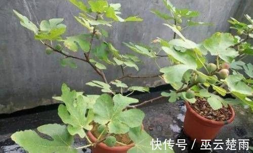 蓝莓|阳台再小，也要养4种果树，植株矮小，结果颇多，还能当盆栽欣赏