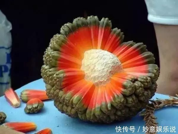 盘点世界上特别的水果,你吃过几种,我认为第六种最好吃