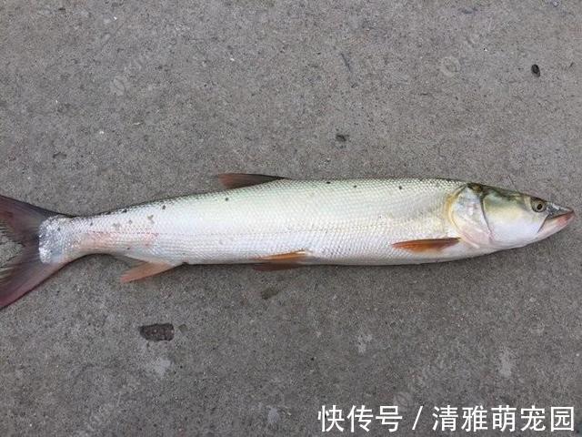 鱼虾|害鱼?广州增江1米多长的“水老虎”被钓起,老乡:专吃鱼虾