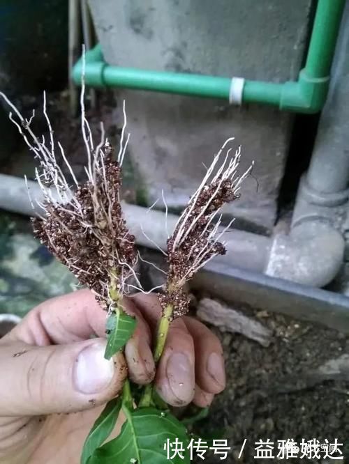 扦插繁殖花卉时，用2种小药片，一个星期就生根，越养越旺盛！