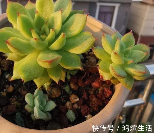 多肉|冬天里的多肉,做好“两件事”,安心过冬,不徒长状态更美