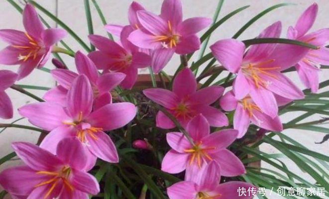 冬天养此几款花卉,长的绚烂无比,五彩缤纷