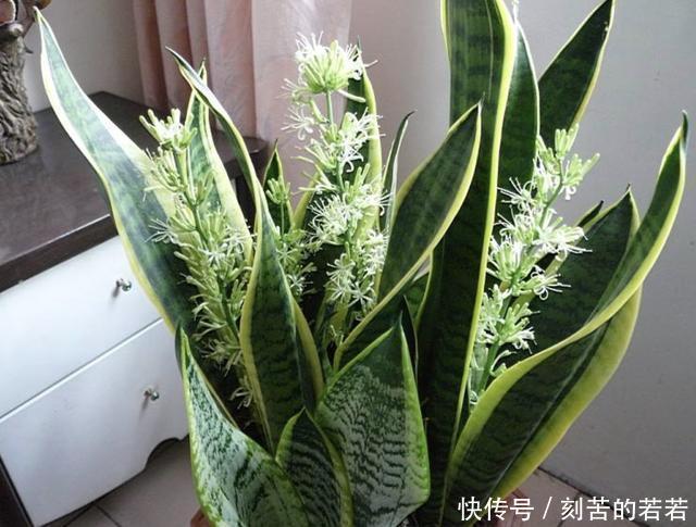 家里有“甲醛”,别忘了养“2种花”,放1盆,甲醛浓度“降低”