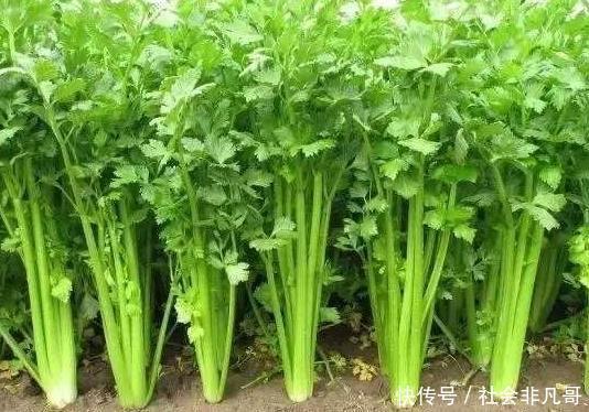 助于|吃芹菜为什么会引起血压升高