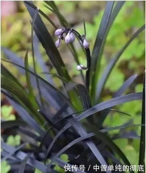 夜皇后|盘点：20种世界上最黑的花，黑的美，黑的妙，黑的呱呱叫