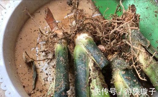 根系|7种大盆栽,冬天正“虚弱”,赶紧断水,多浇一杯水,灌死一大片