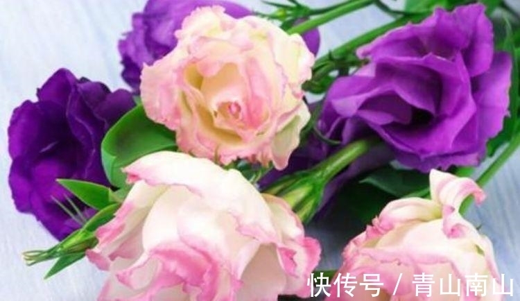 养花试试这几款,花开繁盛花香怡人,四季繁花似锦,姿色艳丽