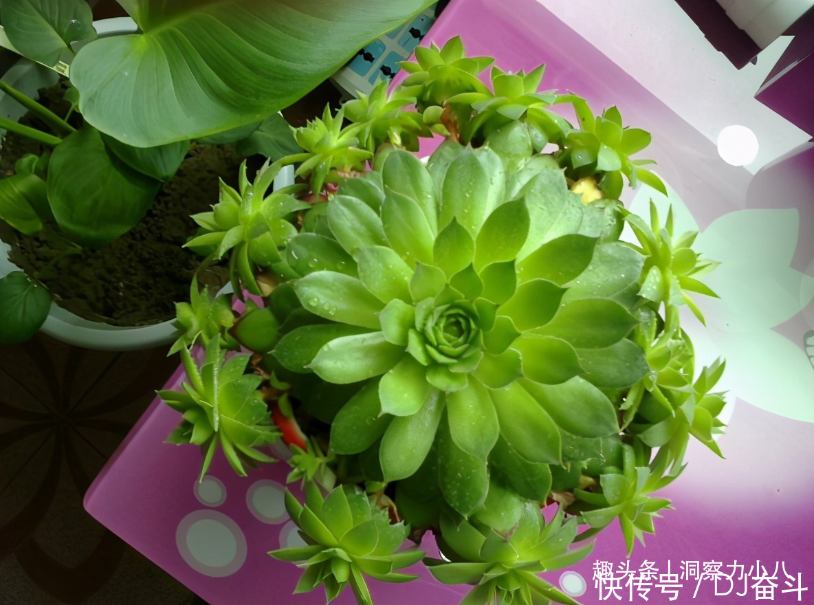 观音莲需“虐养”,勤做三动作,撒欢长易群生,次月爆崽一大圈