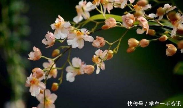 这种花家里一定养一盆，非常好养，花期超长，开花满屋“奶香味”！