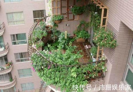 盆栽|老公阳台养盆栽,一家人看着乐开花,楼下邻居却天天找麻烦