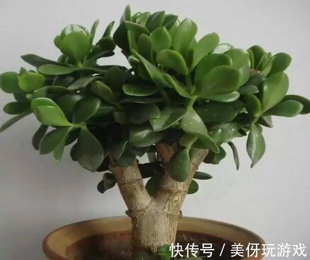 会不会养花看玉树就知道,叶片黄又软,都是步入了此几个误区