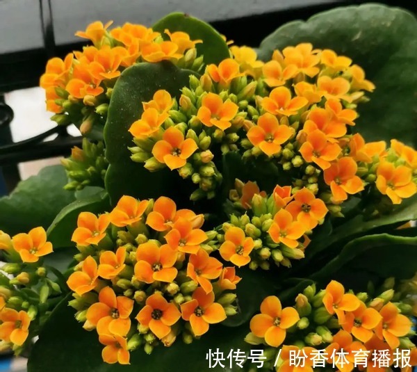 3月前后天气渐暖,养这几样植物,舍得撸叶子摘顶才能开花越漂亮