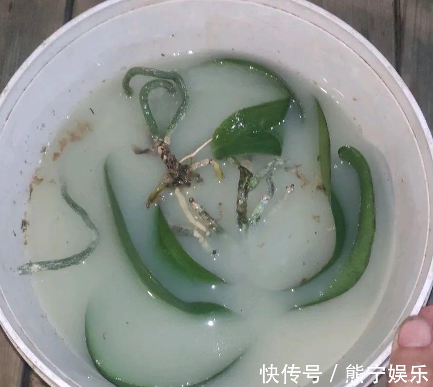 这花开完叶子就变皱赶紧修剪、施肥,不然长不大!