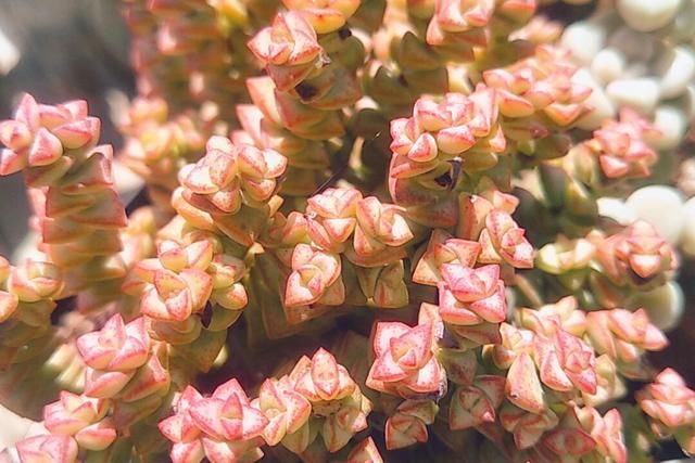 想要多肉“变色”，满足3个主要条件，多肉叶片肥厚，颜色艳丽