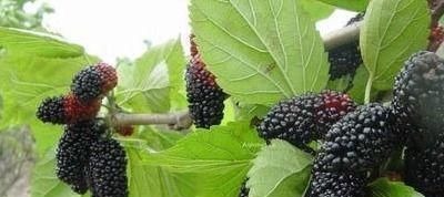 美白肌肤|女性不想老太快,每晚坚持吃以下食物,美白肌肤,增强免疫力