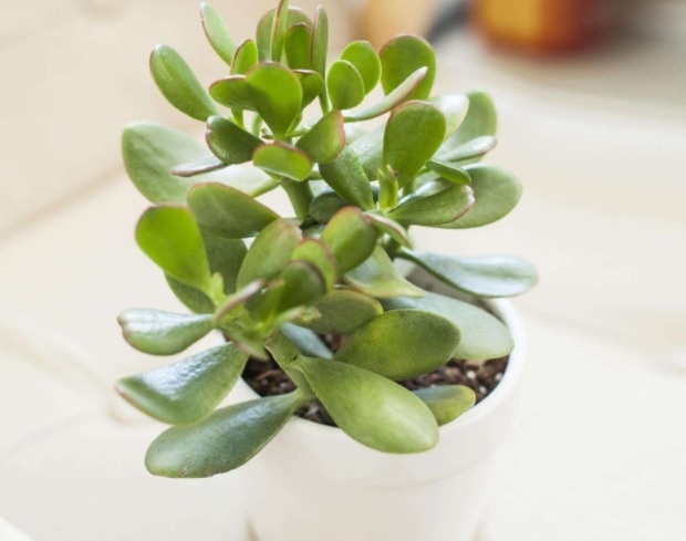 多肉玉树难养教你3个换盆妙招,养出枝叶繁茂、清新脱俗的玉树
