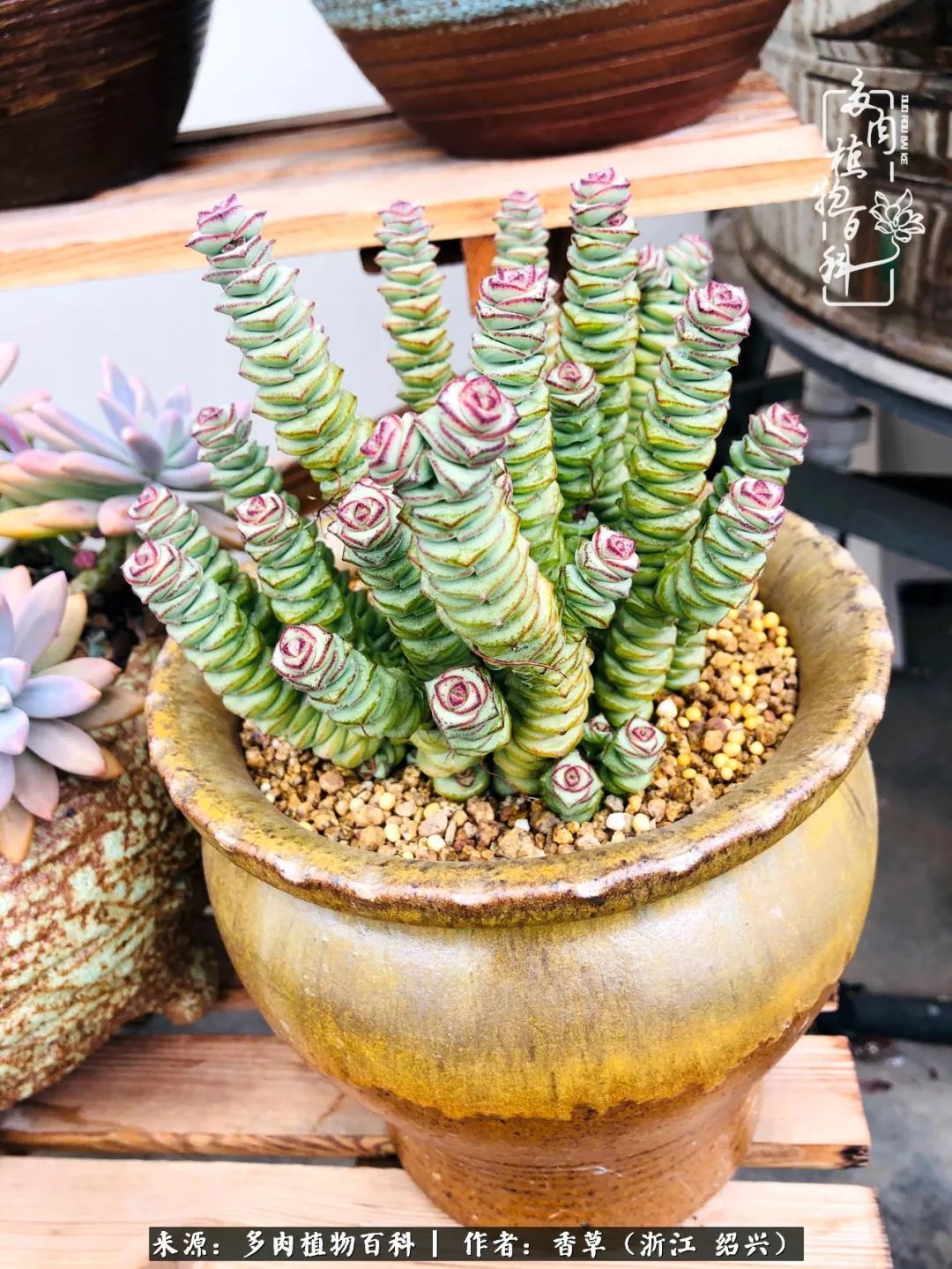 阳台上的一亩三分地，我愿与你一起，与时光媲美！