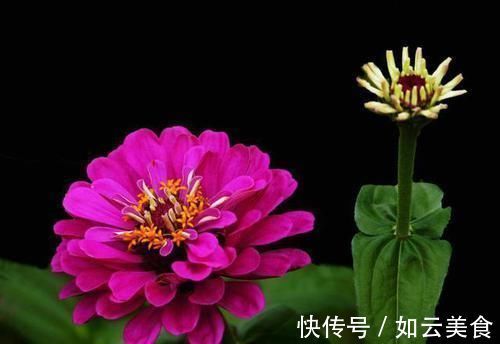 沙漠玫瑰|适合养在室内的5种花，给点阳光就灿烂，开花爆盆很简单，真漂亮