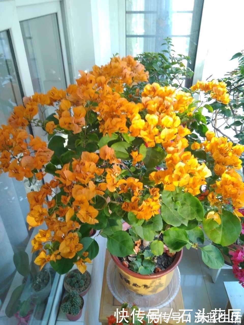 家里有5种花，12月之前要“动剪刀”，舍得剪、花量翻倍