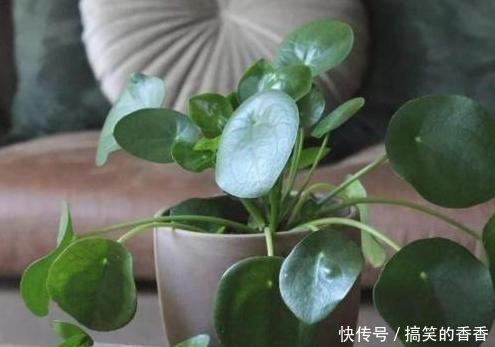 土壤|养花就用松针土,养啥旺啥,自己在家就能做,比买来的营养土好