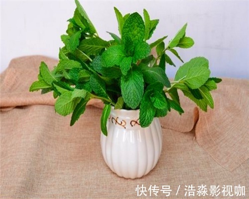 土壤|薄荷叶子枯黄怎么办教你3个养护小妙招，叶子绿油油充满生机
