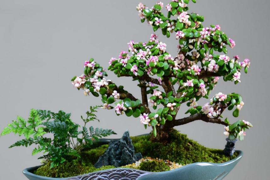 养护|养金枝玉叶，按“这”方法盆栽，枝叶长得旺，极具观赏价值