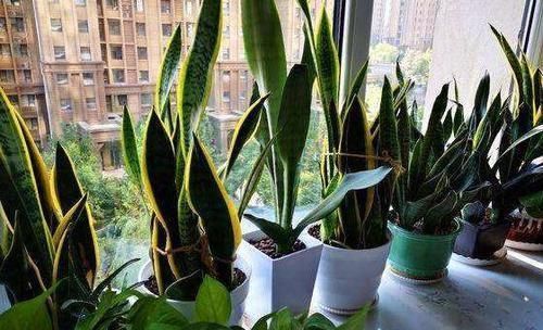 壮叶|用啤酒养花,按照4步操作,盆栽根壮叶绿长势旺,植物花多色艳