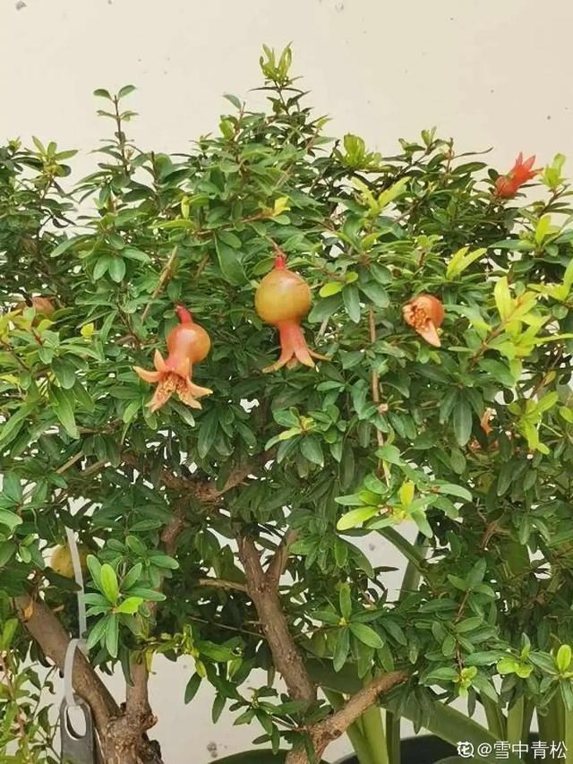 盆景家里养盆松，代代出富翁，镇宅守家福气旺