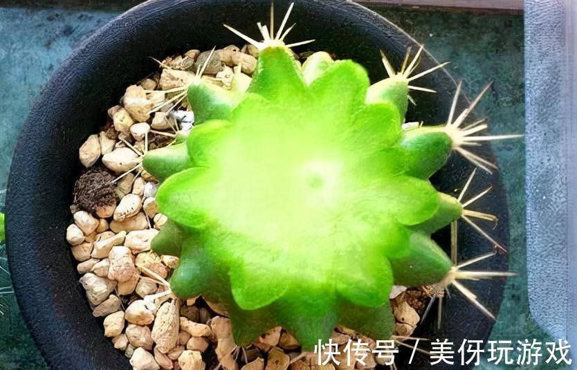 九死还魂草|9种养不死的花,绿萝只能排最后,再养不活就剁手吧