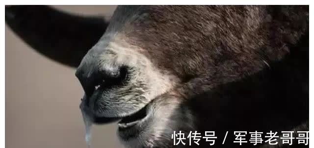 体温升高|气温骤降,养羊一定要预防羊感冒!这5个方法是治羊感冒最常用的